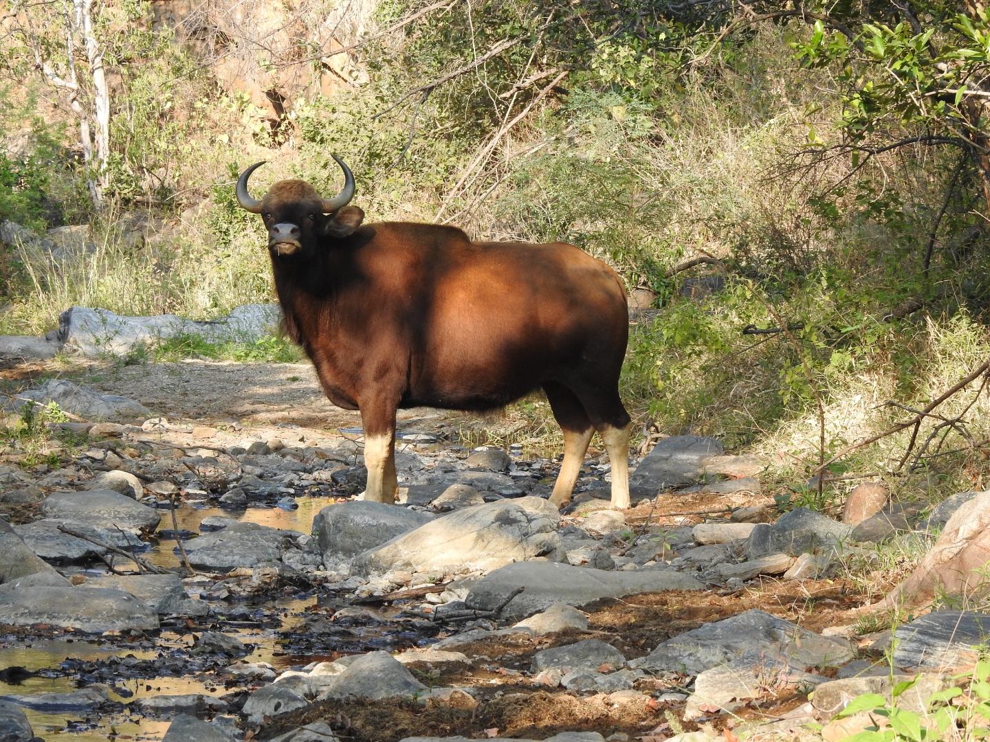 Indian Gaur
