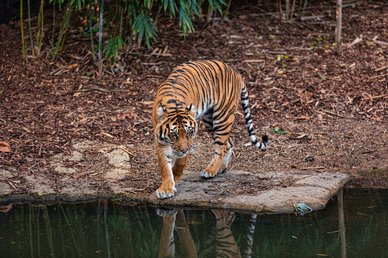 Bengal Tigers